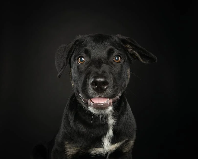 dog return management, separation anxiety training, pet homecoming tips, dog anxiety solutions, owner reunion strategies