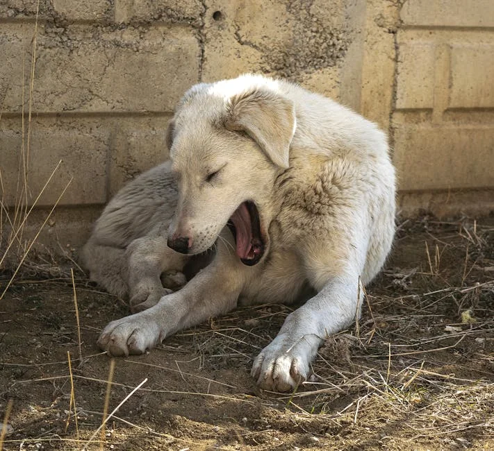 dog lethargy, altered dog behavior, lethargy in dogs, dog health symptoms, signs of lethargy