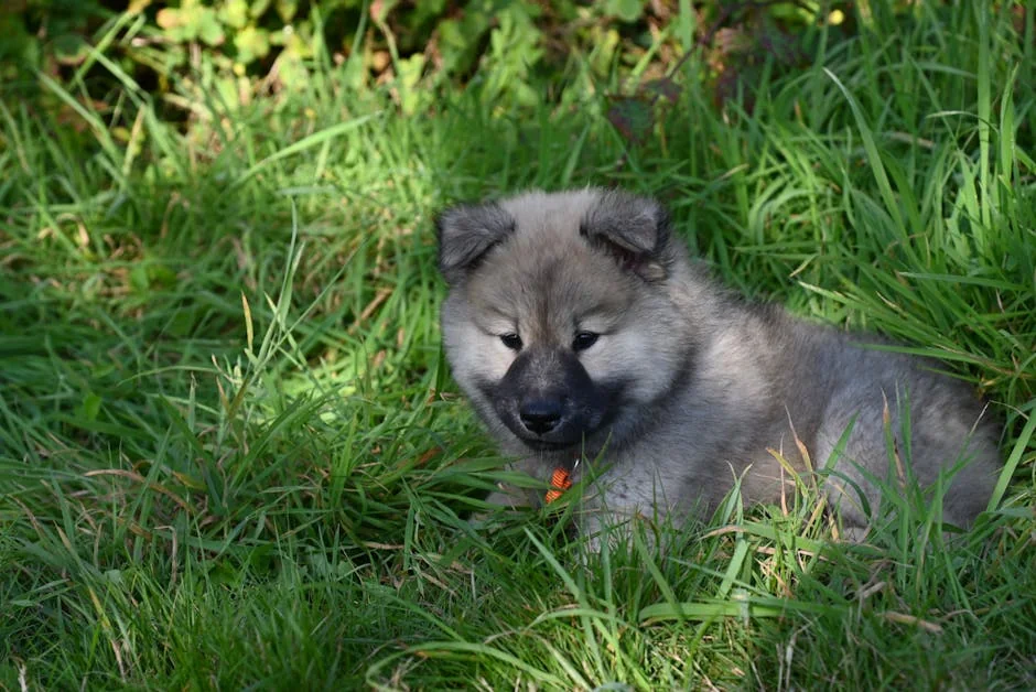 dog bathing tips, pet grooming, dog hygiene, bathing frequency, dog care routine