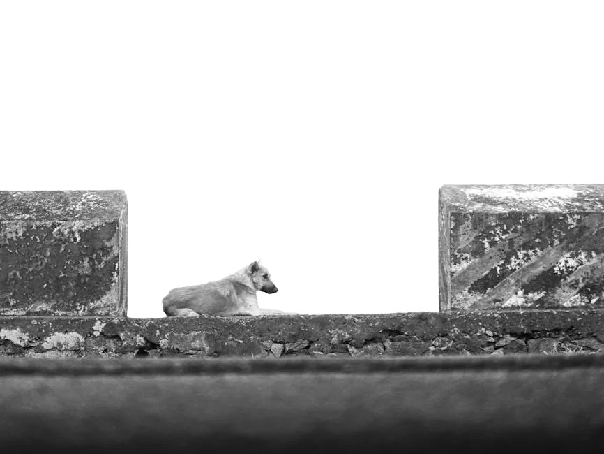 dog socialization, puppy exposure, pet training tips, canine behavioral development, dog owner socialization guiding