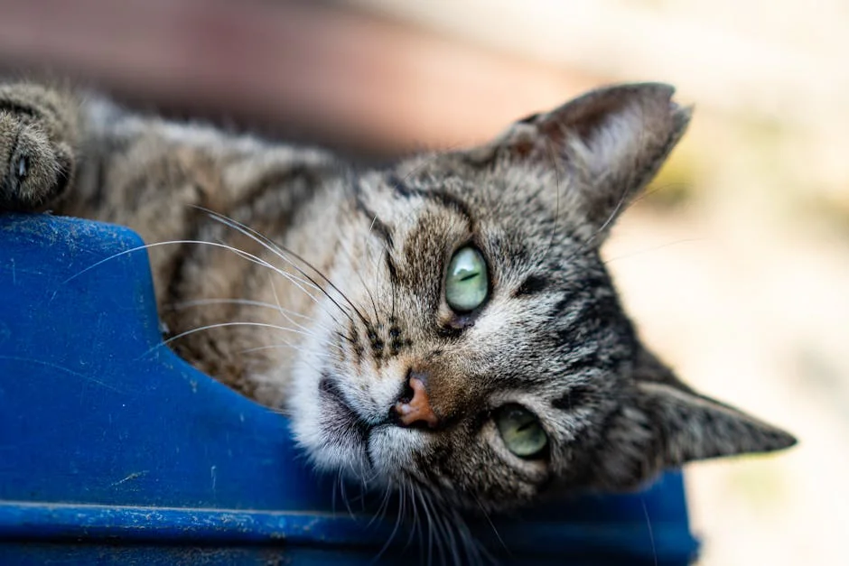 dog mental stimulation, dog physical exercise, canine enrichment activities, dog activity toys, dog brain training