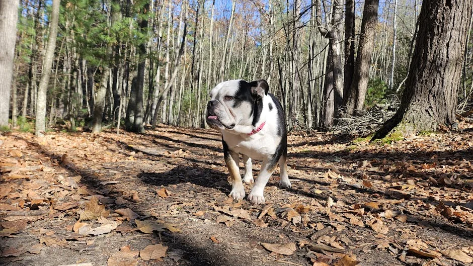 safe dog exercise, overweight dog workouts, canine weight loss, dog health fitness, pet exercise tips