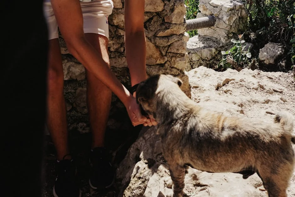 dog shadowing behavior, instinctual dog following, canine pack instincts, puppy attachment habits, dog behavior training