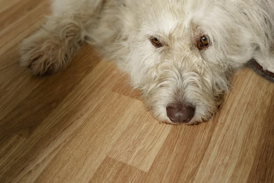 boredom in dogs, pent up energy dogs, dog exercise importance, canine behavior management